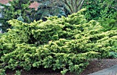 JUNIPERUS CHINENSIS SAYBROOK GOLD