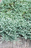 JUNIPERUS HORIZONTALIS BLUE CHIP