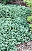 JUNIPERUS HORIZONTALIS BLUE CHIP