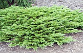 JUNIPERUS SABINA CALGARY CARPET