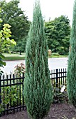 JUNIPERUS SCOPULORUM BLUE ARROW