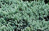 JUNIPERUS SQUAMATA BLUE STAR