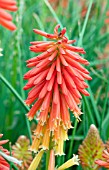 KNIPHOFIA PAPAYA POPSICLE