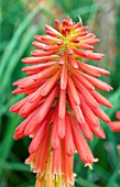 KNIPHOFIA PAPAYA POPSICLE