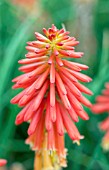 KNIPHOFIA PAPAYA POPSICLE