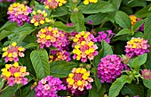 LANTANA BERRY BLEND