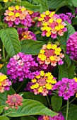 LANTANA BERRY BLEND