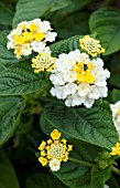 LANTANA LUCKY LEMON GLOW