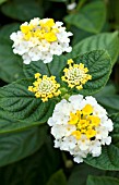 LANTANA LUCKY LEMON GLOW