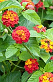 LANTANA LUSCIOUS CITRUS BLEND