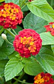 LANTANA LUSCIOUS CITRUS BLEND