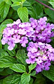 LANTANA LUSCIOUS GRAPE