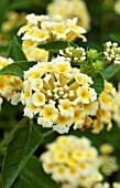 LANTANA LUSCIOUS LEMONADE