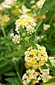 LANTANA LUSCIOUS LEMONADE