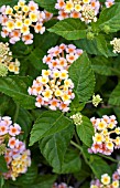 LANTANA LUSCIOUS TROPICAL FRUIT