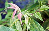 LEUCOTHOE FONTANESIANA RAINBOW