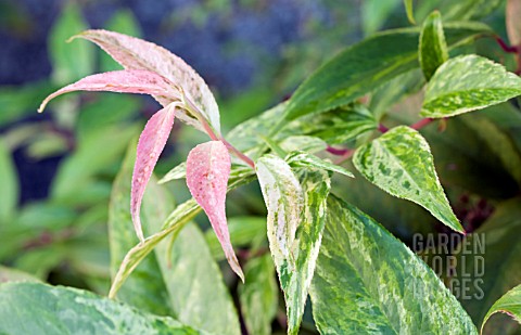 LEUCOTHOE_FONTANESIANA_RAINBOW