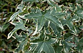 LIQUIDAMBAR STYRACIFLUA SILVER KING
