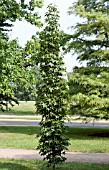 LIQUIDAMBAR STYRACIFLUA SLENDER SILHOUETTE