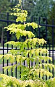 METASEQUOIA GLYPTOSTROBOIDES GOLD RUSH