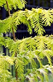 METASEQUOIA GLYPTOSTROBOIDES GOLD RUSH