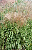 MISCANTHUS SINENSIS MALEPARTUS