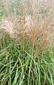 MISCANTHUS SINENSIS MALEPARTUS