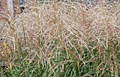 MISCANTHUS SINENSIS MALEPARTUS