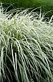 MISCANTHUS SINENSIS VARIEGATUS