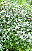 OCIMUM BASILICUM AFRICAN BLUE