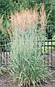 PANICUM VIRGATUM PRAIRIE SKY