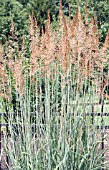 PANICUM VIRGATUM PRAIRIE SKY