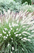 PENNISETUM ALOPECUROIDES HAMELN