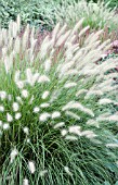 PENNISETUM ALOPECUROIDES HAMELN