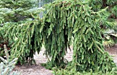 PICEA ABIES PENDULA