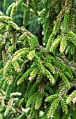 PICEA ORIENTALIS SKYLANDS