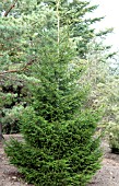 PICEA ORIENTALIS