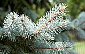 PICEA PUNGENS BIZON BLUE