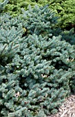 PICEA PUNGENS BLUE SPREADER