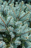 PICEA PUNGENS BLUE SPREADER