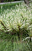 PINUS DENSIFLORA OCULUS-DRACONIS