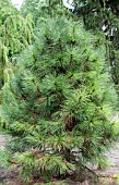 PINUS PONDEROSA HI DESERT