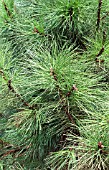 PINUS PONDEROSA HI DESERT