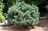 PINUS STROBUS BLOOMERS DARK GLOBE