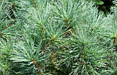 PINUS STROBUS BLOOMERS DARK GLOBE