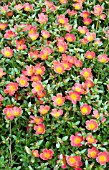 PORTULACA OLERACEA PAZAZZ SALMON GLOW