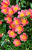 PORTULACA OLERACEA PAZAZZ SALMON GLOW