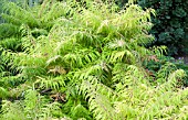 RHUS TYPHINA TIGER EYES