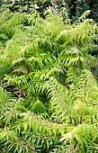 RHUS TYPHINA TIGER EYES