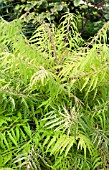 RHUS TYPHINA TIGER EYES